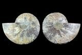 Cut & Polished Ammonite Fossil - Agatized #91149-1